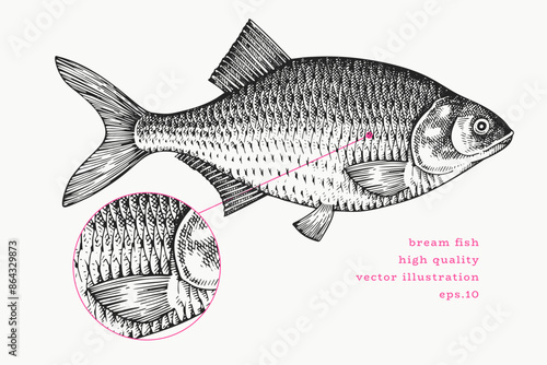 Vintage Style Bream Illustration. Vector Hand Drawn Fish. High Quality Old Fashion Image