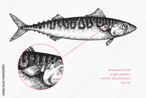 Vintage Style Mackerel Illustration. Vector Hand Drawn Fish. High Quality Old Fashion Image