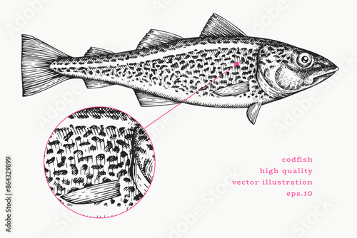 Vintage Style Cod Fish Illustration. Vector Hand Drawn Fish. High Quality Old Fashion Image