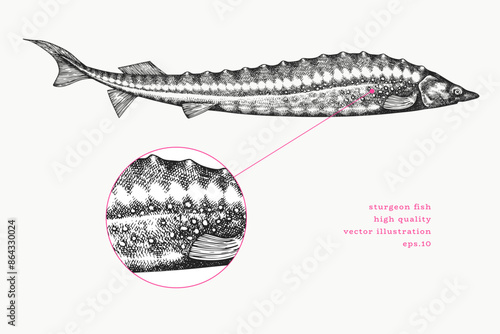 Vintage Style Sturgeon Illustration. Vector Hand Drawn Fish. High Quality Old Fashion Image