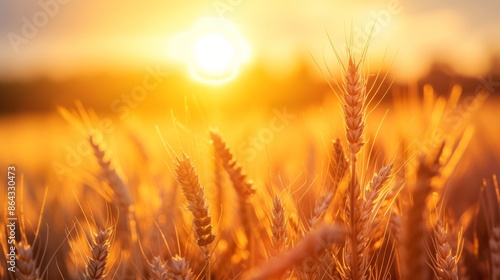 Golden wheat field at sunset