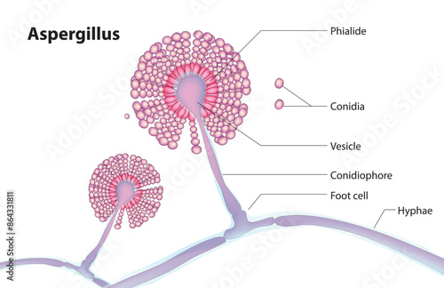 Aspergillus