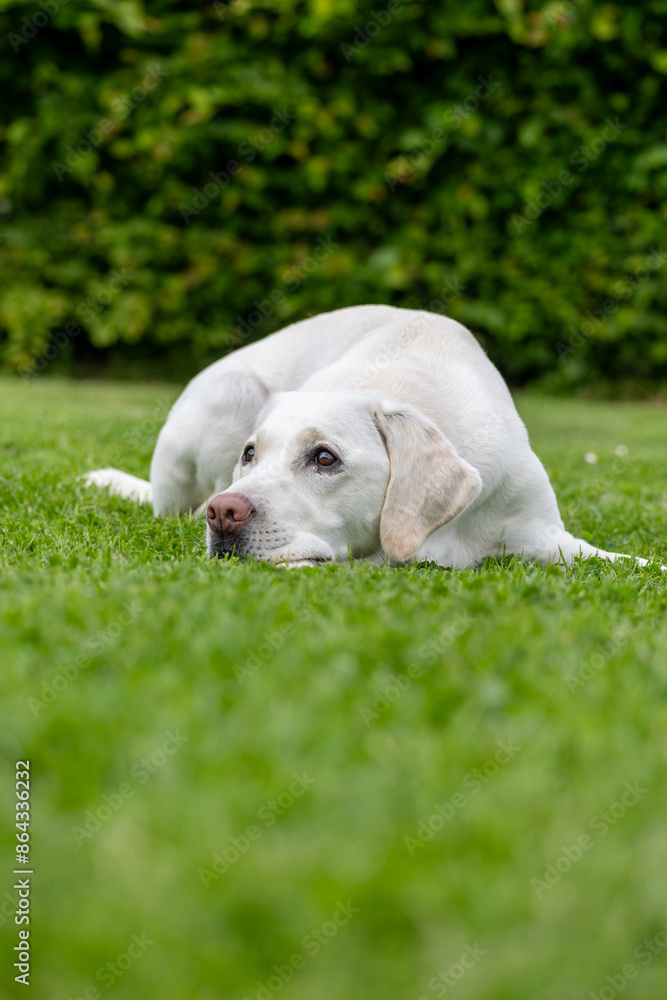 A white Labrador lies in the grass A white Labrador lies in the grass