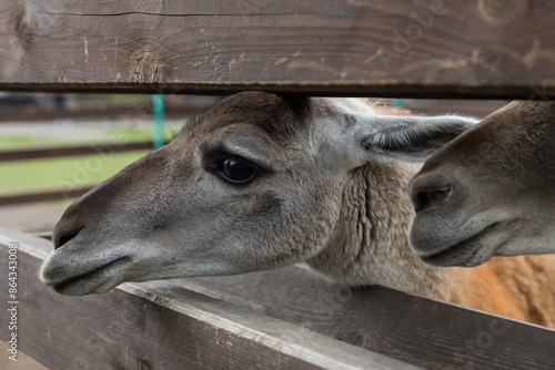 Portrait of Guanaco on a farm. A mammal of the llama genus of the camelid family. Domesticated llama photo