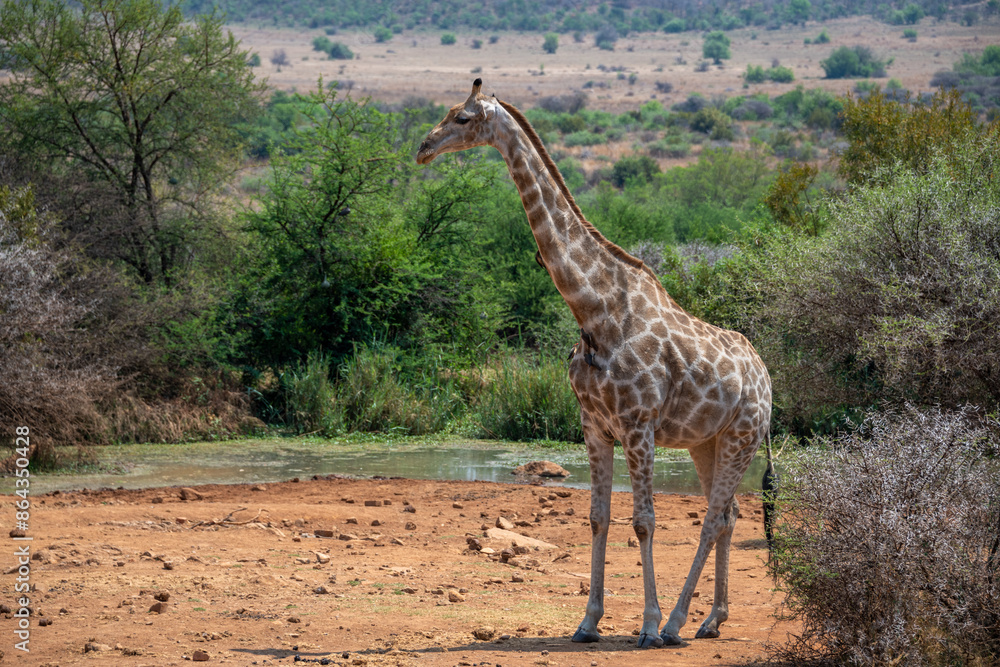 Obraz premium A female giraffe standing next to a waterhole in the Pilanesberg National Park, South Africa