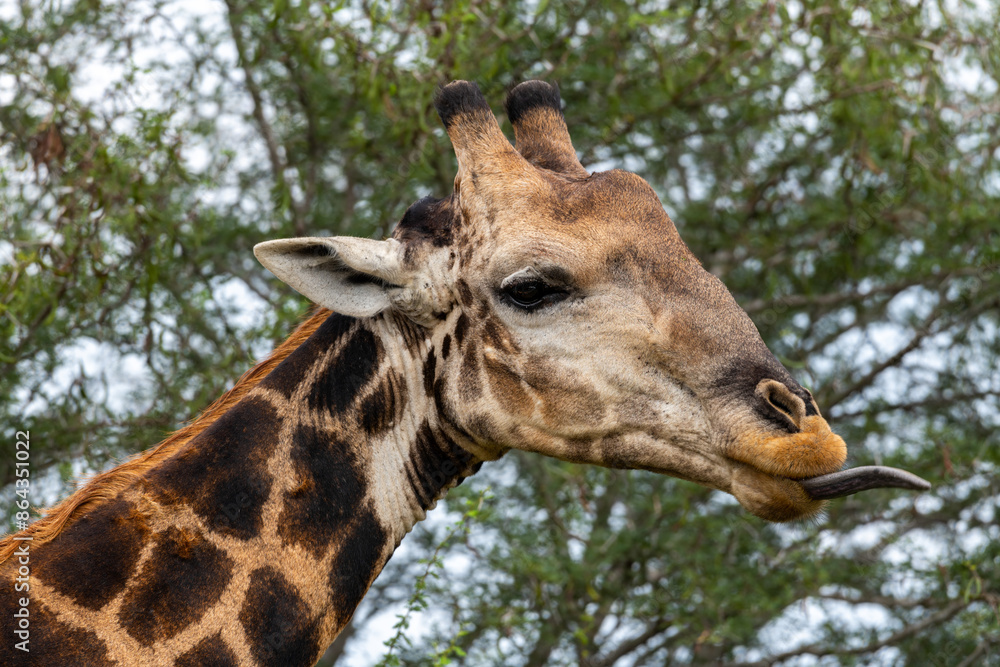 Closeup of a giraffe with its tongue sticking out, Kruger National Park, South Africa Closeup of a giraffe with its tongue sticking out, Kruger National Park, South Africa