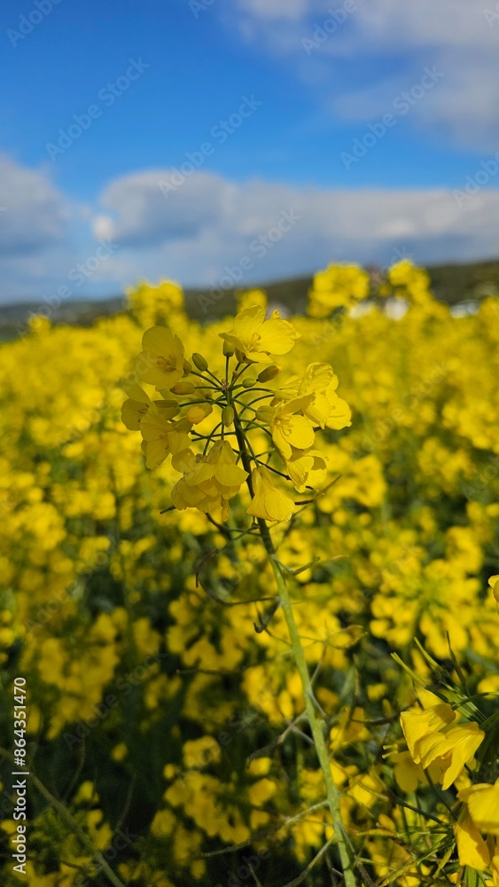 Flowering canola or rapeseed field Flowering canola or rapeseed field