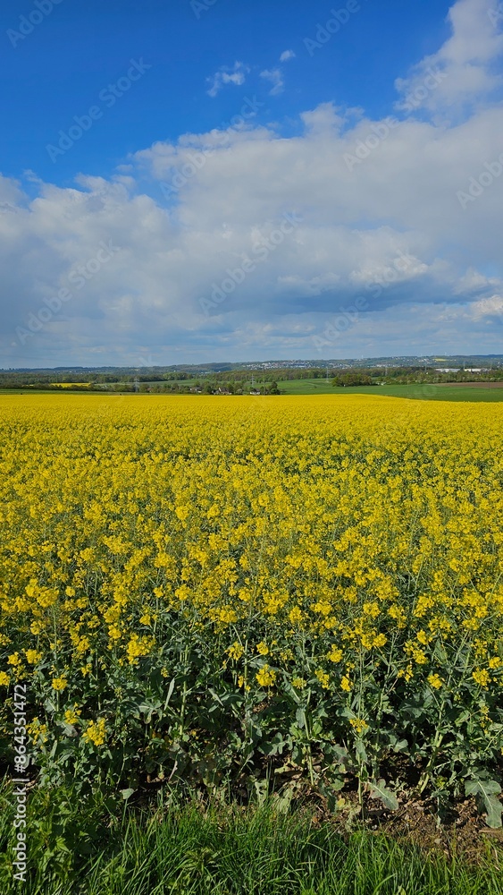 Flowering canola or rapeseed field Flowering canola or rapeseed field