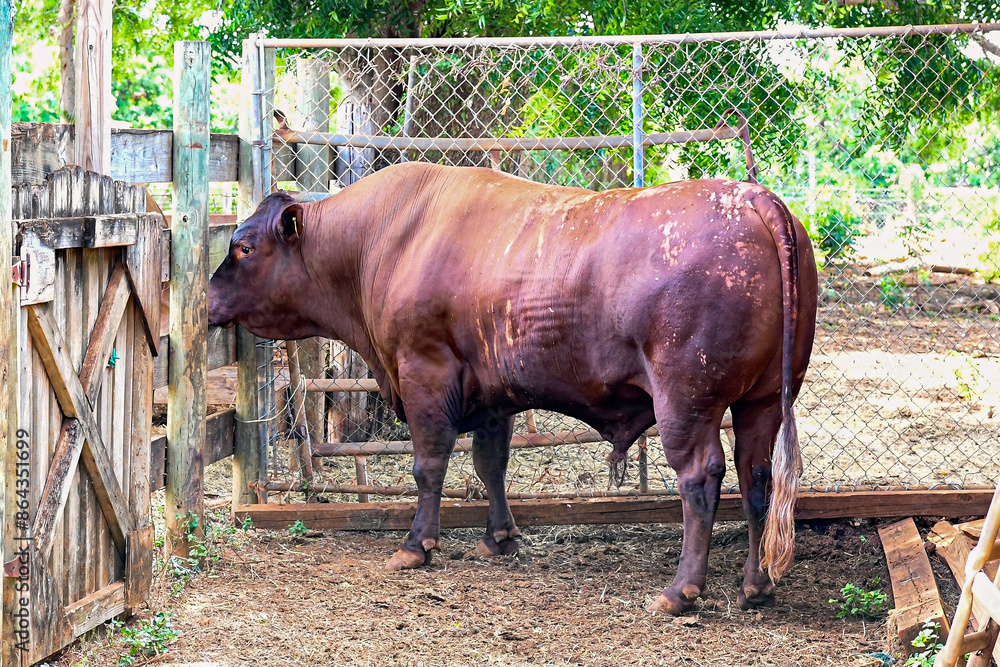 Jamaica Red bull with a skin condition Jamaica Red bull with a skin condition