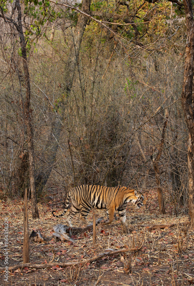 A tiger in the forest of Panna Tiger Reserve, Madhya pradesh, India A tiger in the forest of Panna Tiger Reserve, Madhya pradesh, India