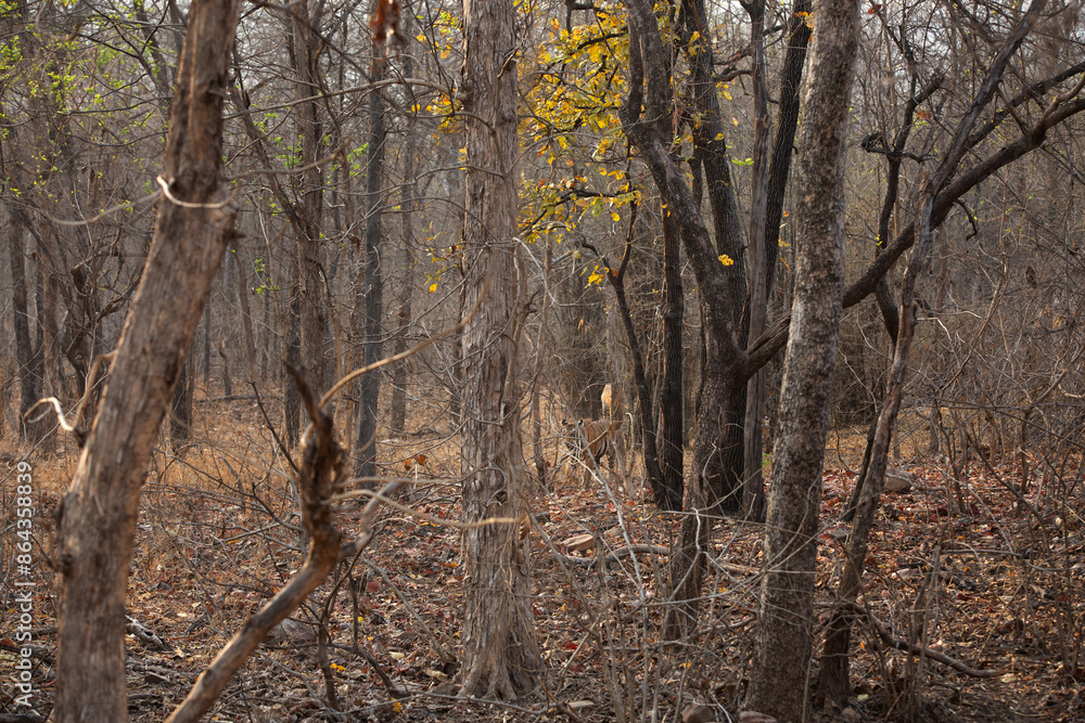 A subadult tiger emerging out from the forest of Panna Tiger Reserve, Madhya pradesh, India A subadult tiger emerging out from the forest of Panna Tiger Reserve, Madhya pradesh, India