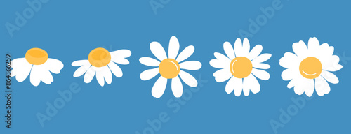 Set of daisy flower on blue background vector. Floral wall art decoration.