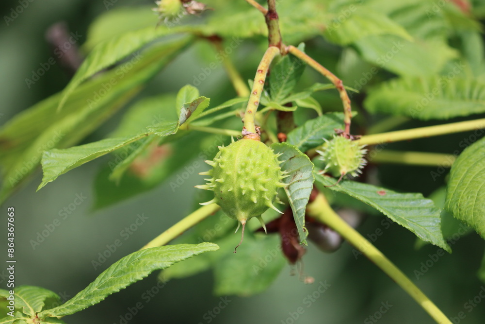 Obraz premium Sweden. The chestnuts are the deciduous trees and shrubs in the genus Castanea, in the beech family Fagaceae. The name also refers to the edible nuts they produce.