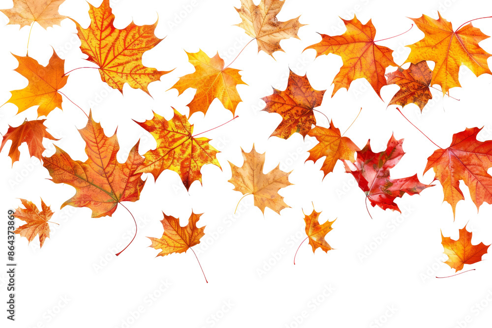 Falling isolated autumn colored maple leaves isolated on transparent or white background Falling isolated autumn colored maple leaves isolated on transparent or white background