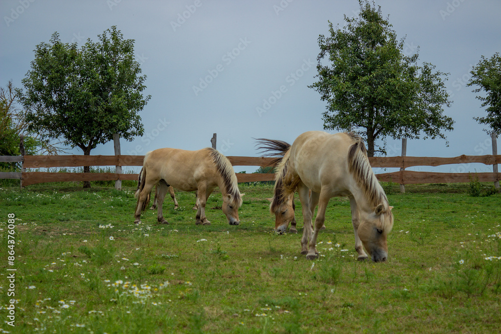 beige fjord horses in green landscape of national park in Czech Republic beige fjord horses in green landscape of national park in Czech Republic
