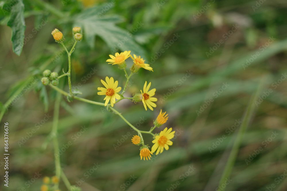 Yellow chamomiles in grass, selective focus. Flower background for publication, poster, calendar, post, screensaver, wallpaper, postcard, banner, cover, website. High quality photo Yellow chamomiles in grass, selective focus. Flower background for publication, poster, calendar, post, screensaver, wallpaper, postcard, banner, cover, website. High quality photo