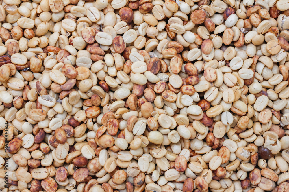 Farmers harvest coffee beans and dry them in the sun to reduce moisture in the coffee beans and wait for sorting to enter the coffee roasting process to meet the required standards before exporting. Farmers harvest coffee beans and dry them in the sun to reduce moisture in the coffee beans and wait for sorting to enter the coffee roasting process to meet the required standards before exporting.