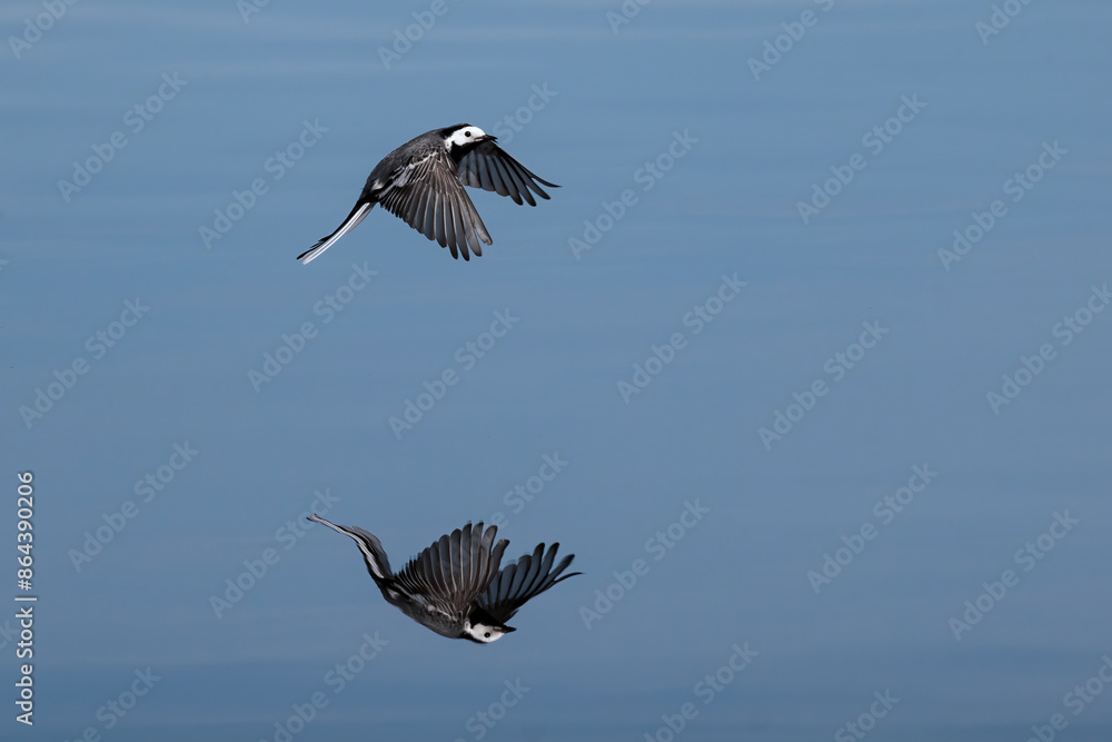 Fototapeta premium White Wagtail (Montacilla alba) in its natural environment.