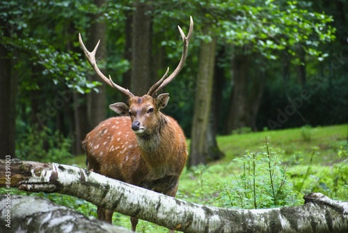Fototapeta Naklejka Na Ścianę i Meble -  Jeleń