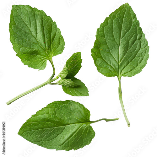 sesame leaves isolated on white background