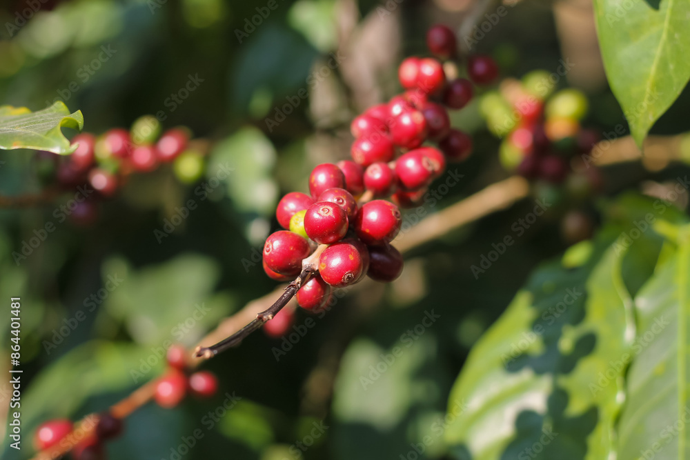 The coffee trees at the research center are producing a large amount of coffee beans after research into coffee beans that are suitable for the climate and can be grown to produce excellent yields. The coffee trees at the research center are producing a large amount of coffee beans after research into coffee beans that are suitable for the climate and can be grown to produce excellent yields.