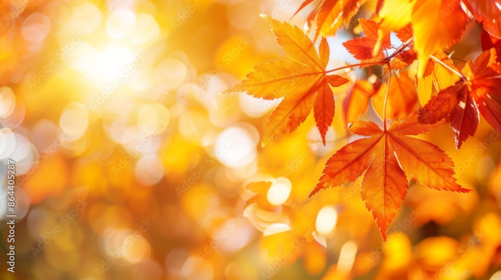 Beautiful maple leaves in autumn sunny day, orange and golden leaves against a blurry park in sunlight with beautiful bokeh. Natural autumn background Beautiful maple leaves in autumn sunny day, orange and golden leaves against a blurry park in sunlight with beautiful bokeh. Natural autumn background