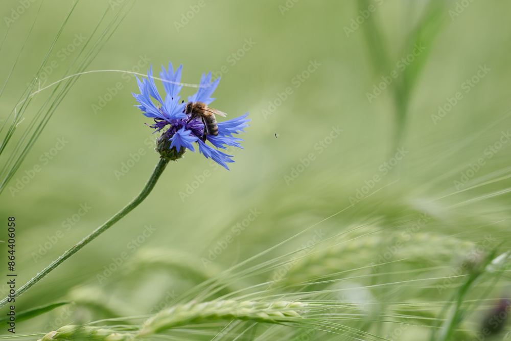 Naklejka premium Chabry, bławatki rosną w łanie zboża. Pracowite pszczoły zbierają pyłek, nektar do produkcji miodu