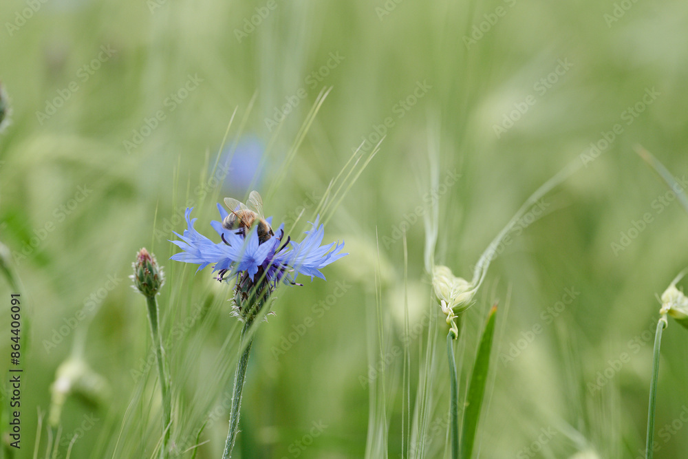 Naklejka premium Chabry, bławatki rosną w łanie zboża. Pracowite pszczoły zbierają pyłek, nektar do produkcji miodu