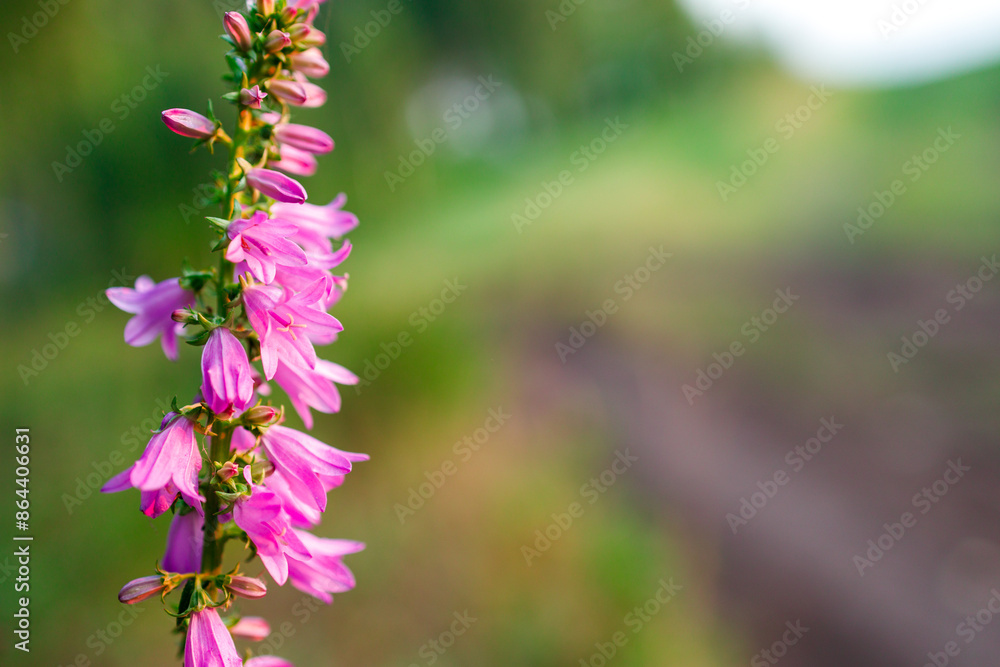 Obraz premium A pink flower with a green stem