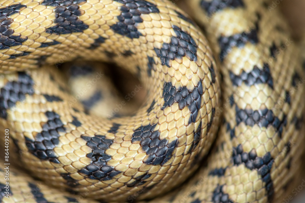 Close-up view of Zamenis scalaris snake in natural colors Close-up view of Zamenis scalaris snake in natural colors