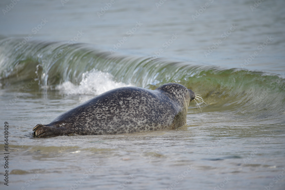 Fototapeta premium Kegelrobbe am Strand von Helgoland