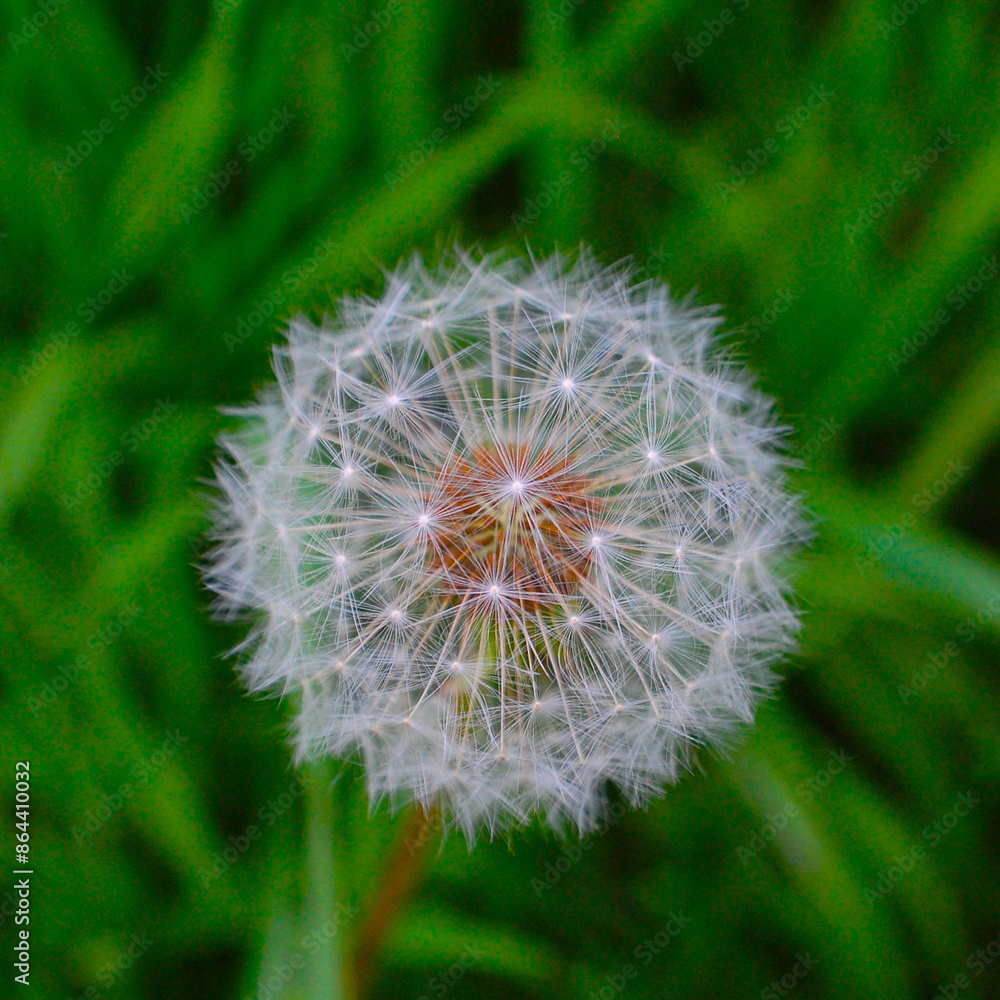Fototapeta premium dandelion