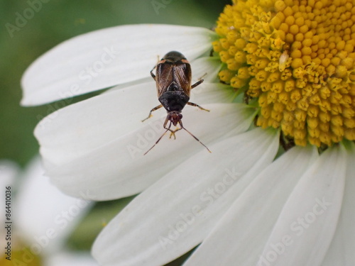 Deraeocoris flavilinea, a species of true bug, resting on oxeye daisy photo