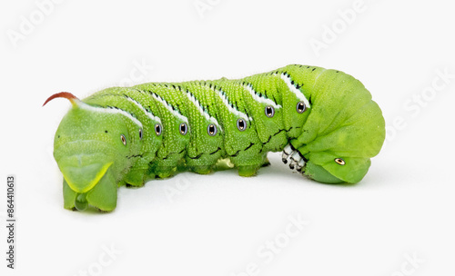 Green Tobacco Hornworm, Side View