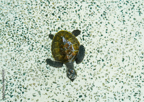 Green sea turtle babies swim in a tank. photo