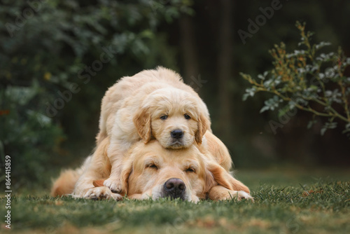 Photography A small puppy Golden Retriever dog lies on the back of the head of the mother of an adult Golden Retriever dog