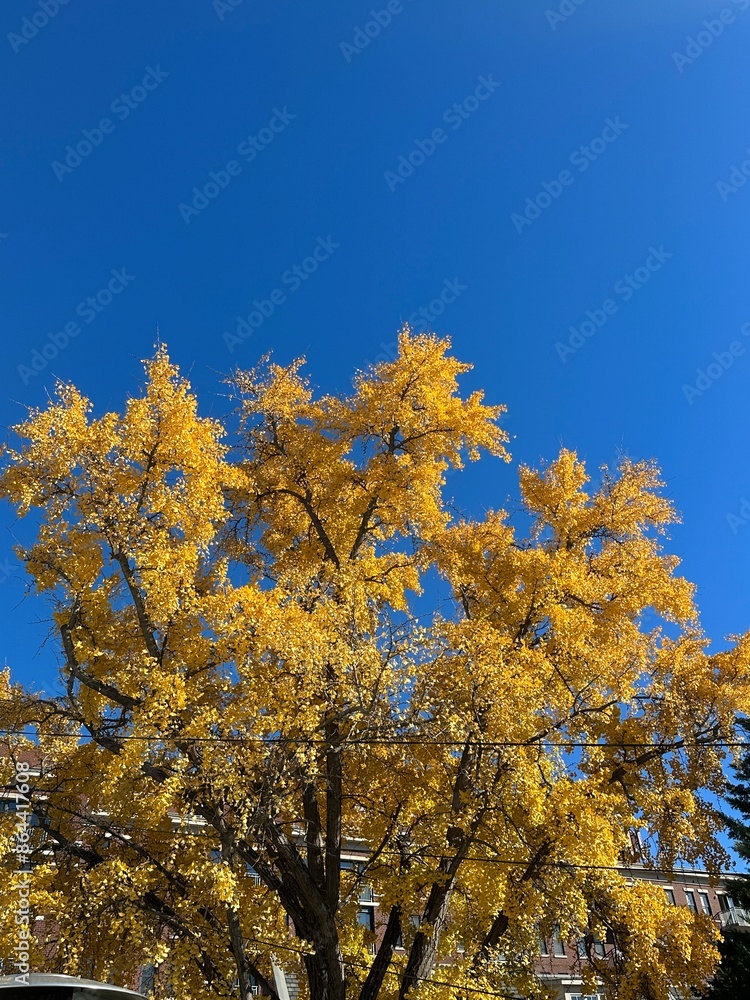 Fall Autumn Autumnal Foliage Leaves Trees Fall Autumn Autumnal Foliage Leaves Trees