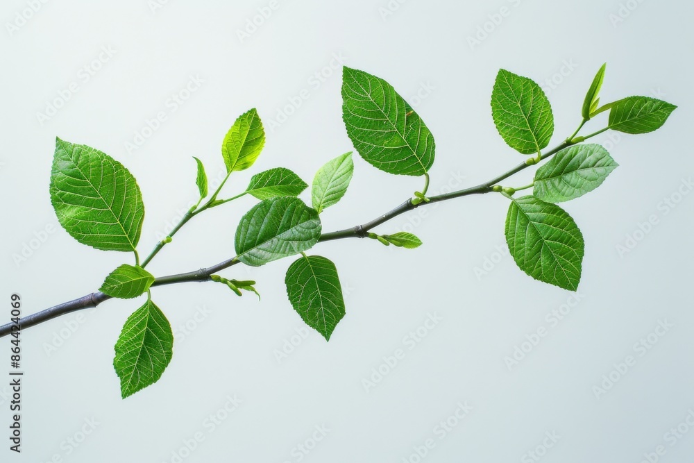 Fototapeta premium Branch with Green Leaves