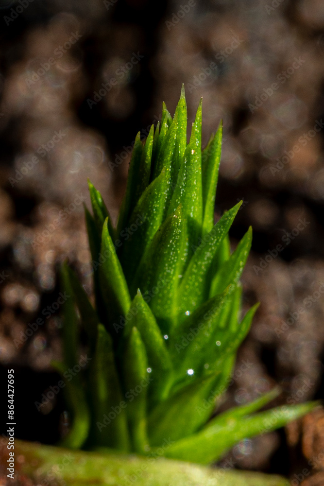 Mudas de Araucária, broto pinhão, germinação de sementes, Macro Fotografia Mudas de Araucária, broto pinhão, germinação de sementes, Macro Fotografia
