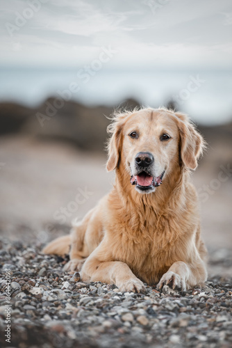 Golden Retriever Dog