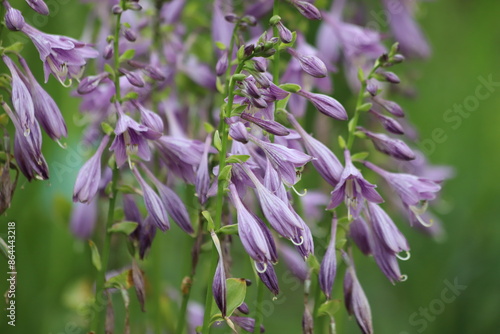 Hosta plantaginea. Hosta plant with delicate purple flowers and large green leaves. photo
