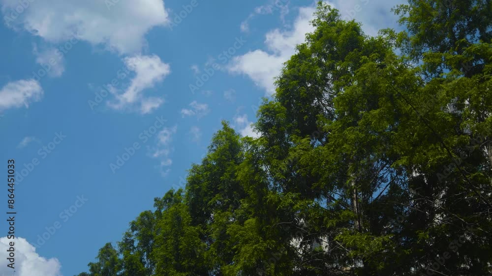 Trees and leaves are swaying gently under the blue sky. It feels like a clean summer sky Trees and leaves are swaying gently under the blue sky. It feels like a clean summer sky