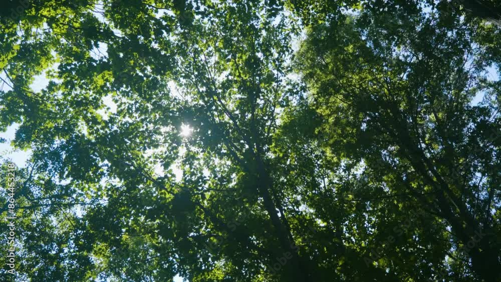 Sunlight shines against the trees in the mountains behind them, and the trees and leaves shake gently in the wind. Blue skies on a clear day Sunlight shines against the trees in the mountains behind them, and the trees and leaves shake gently in the wind. Blue skies on a clear day