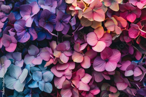 Ultra sharp photo capturing the vivid beauty of colorful hydrangea blooms from above, presenting photo