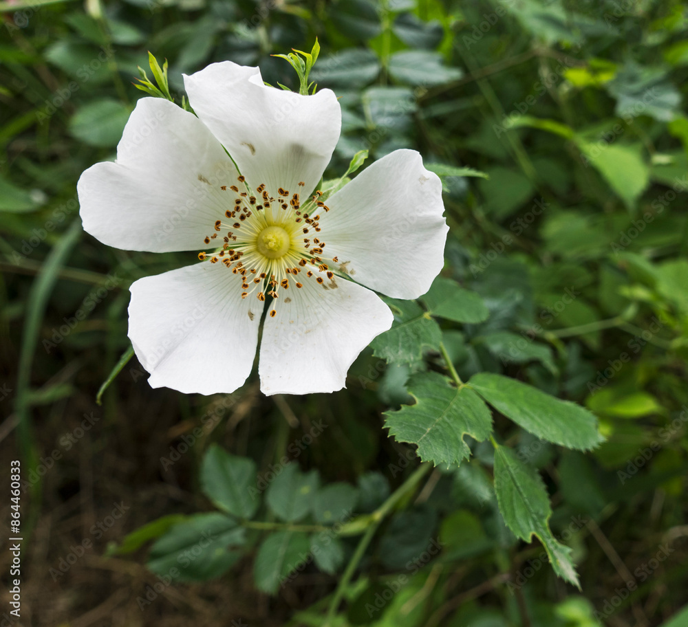 Φωτογραφία Flower of the dog rose, Rosa canina, flowering in the UK