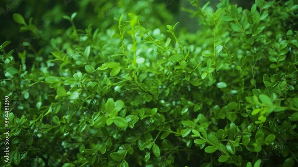 The view of the park's boxwood the day after the rain. The leaves are even more glowing after being soaked in water. The feeling of a clear green. panning shot The view of the park's boxwood the day after the rain. The leaves are even more glowing after being soaked in water. The feeling of a clear green. panning shot