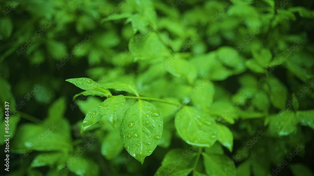  After the rain, the wet leaves hold water droplets. The feeling of clear green