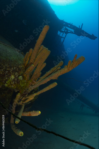 Brown tubular sponge on the remains of a sunken ship in the Caribbean Sea photo