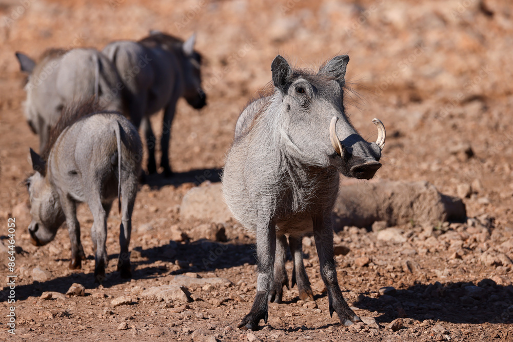 warthog on alert warthog on alert