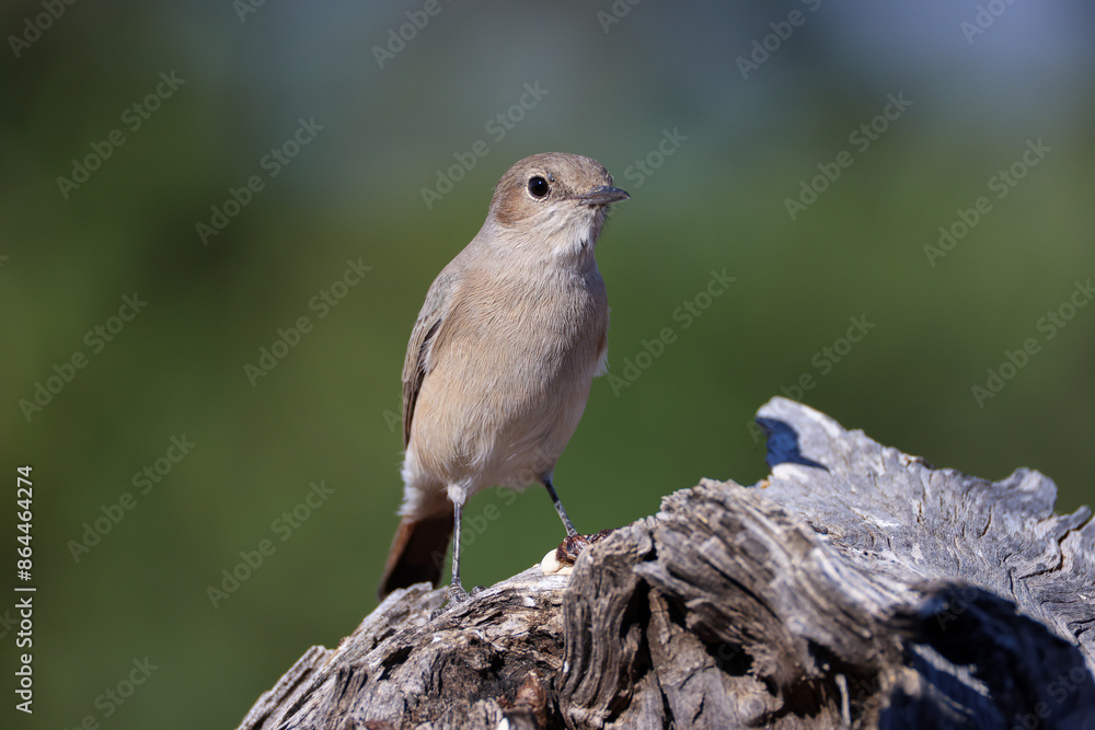 familiar chat on a dead tree trunk familiar chat on a dead tree trunk